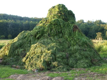 Weed Mountain