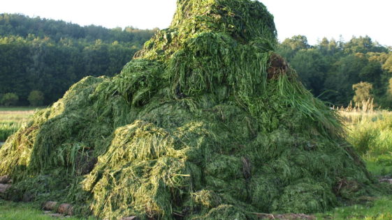 Weed Mountain